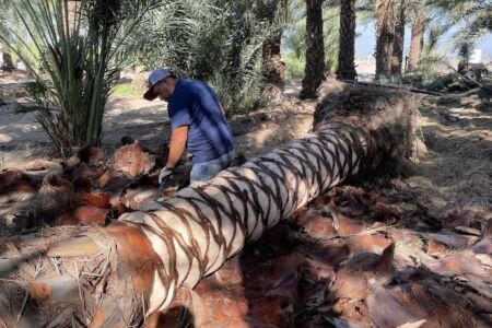 Palm Tree Trimming and Removal Services Pretoria East