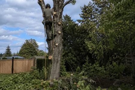 Tree Trimming and Removal Services Pretoria East