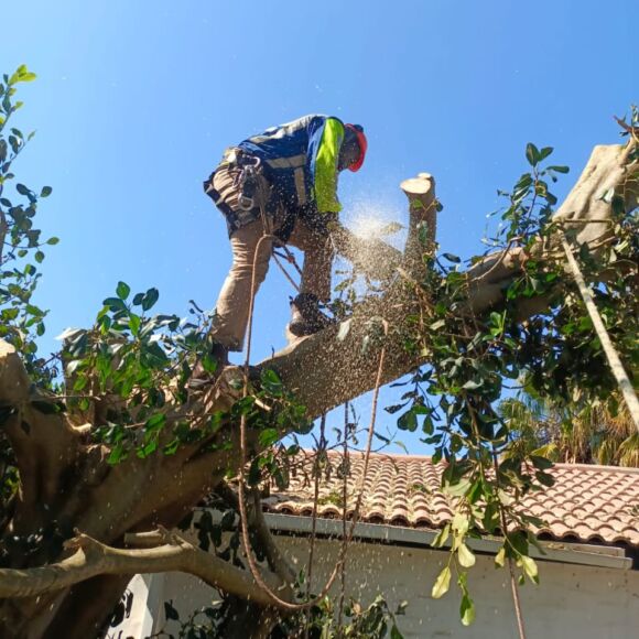 Skies Tree Felling Services Pretoria East - Silverlake