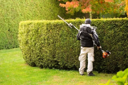 Hedge Trimming and Shaping Services Pretoria East