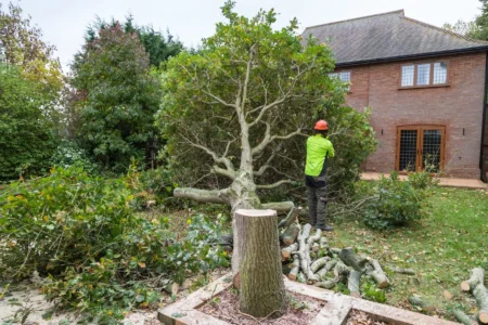 Tree Felling and Removal Services Pretoria East
